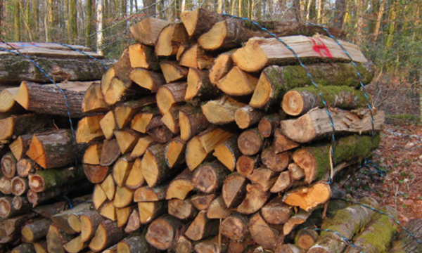 Foret 38mm Fendage Des forets à bois Accueil Rural Percer le bois